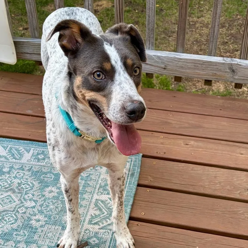 A young medium-sized male Brown / Chocolate Pointer dog named Yoshi for adoption in Sadler, TX