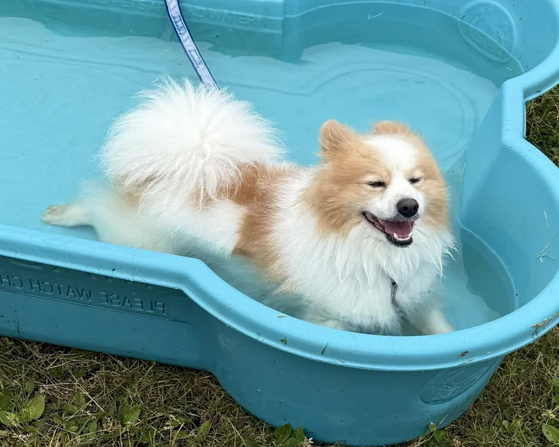 An adult small-sized male Apricot / Beige Pomeranian dog named Mr. Squirrel for adoption in Grayslake, IL
