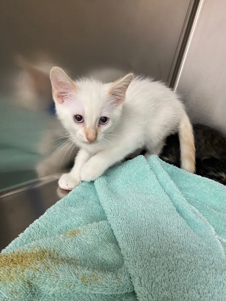 Dan thumbnail 2