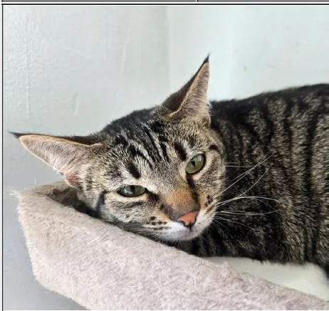 A young medium-sized female Domestic Short Hair cat named Kit for adoption in Greenfield, IN