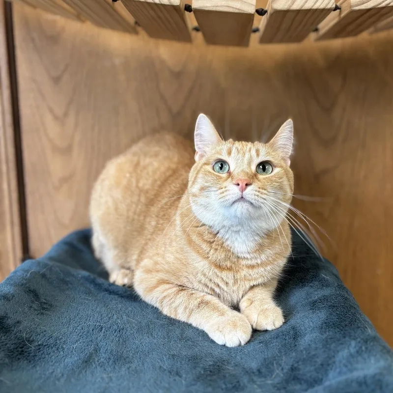 A young medium-sized female Orange / Red Manx cat named Coral for adoption in Fargo, ND