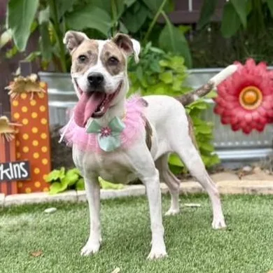A young medium-sized female Brindle Labrador Retriever dog named Katie for adoption in Southport, CT