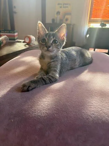 A young small-sized female Domestic Short Hair cat named Colonial for adoption in Columbus, IN
