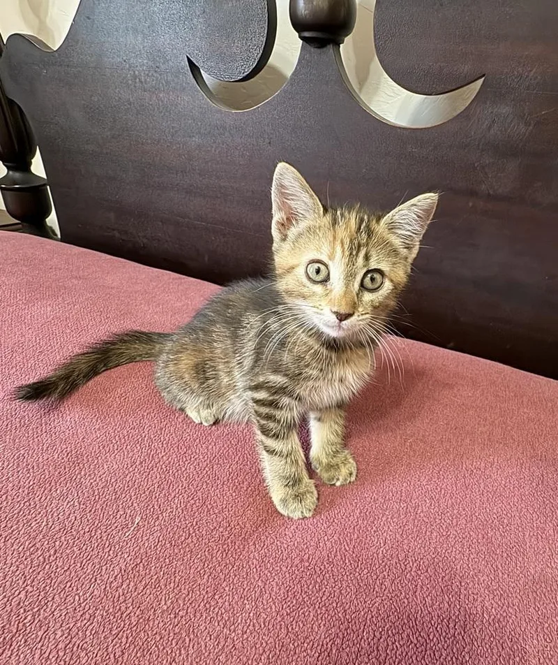 A baby small-sized female Domestic Short Hair cat named Esme for adoption in Green Valley, AZ