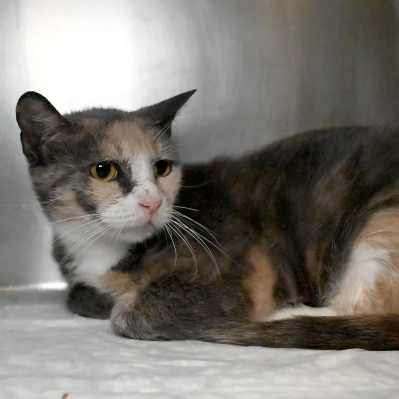 An adult medium-sized female Calico Domestic Short Hair cat named Isabel for adoption in West Palm Beach, FL