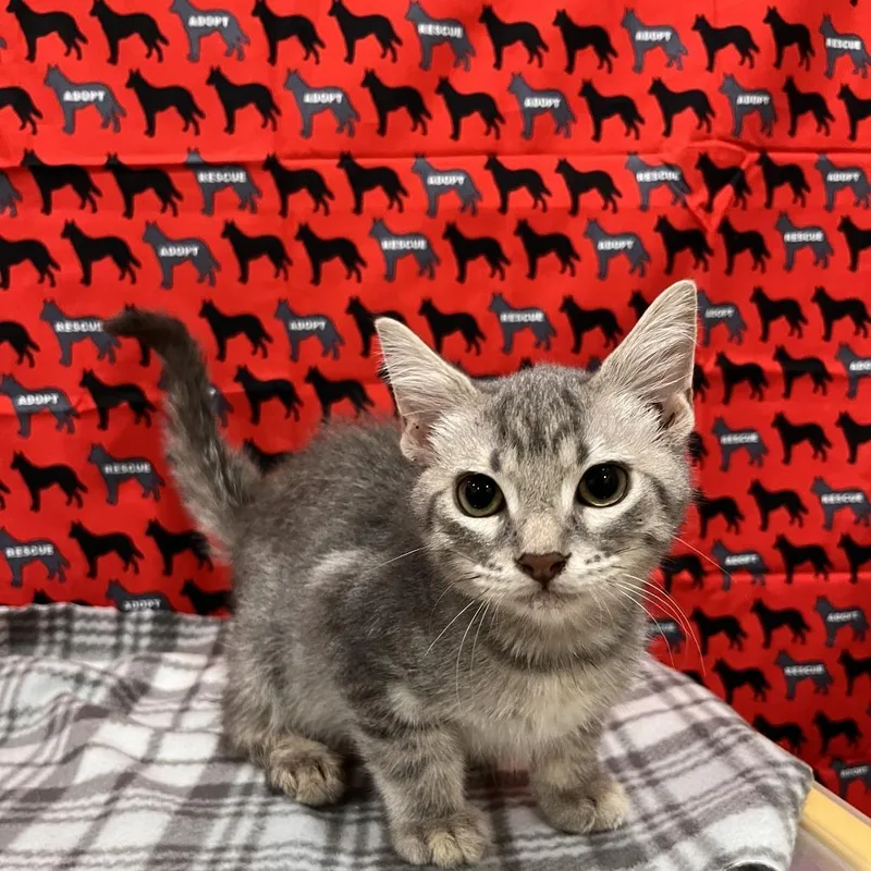 A baby small-sized male Gray / Blue / Silver Domestic Short Hair cat named Marvin for adoption in Washburn, MO