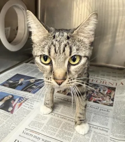 A young medium-sized female Domestic Short Hair cat named Moon for adoption in Los Angeles, CA