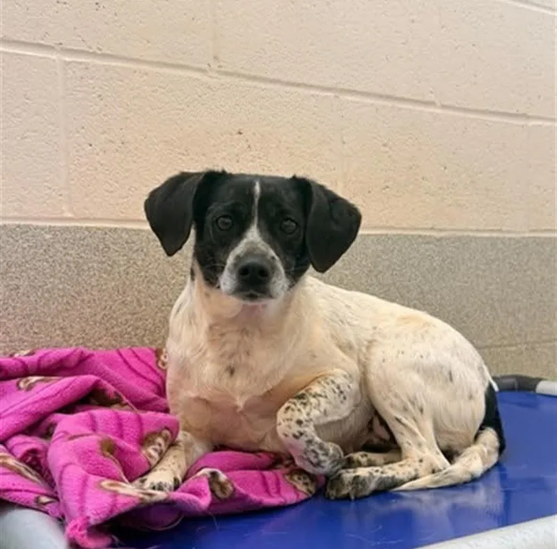 An adult small-sized female Black Beagle dog named Bootsy for adoption in Troutman, NC