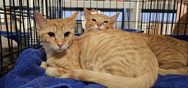 A young medium-sized female Tabby (Orange / Red) Domestic Short Hair cat named Tarragon for adoption in Powder Springs, GA