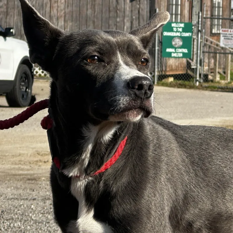 An adult medium-sized female Mixed Breed dog named Daisy for adoption in Orangeburg, SC