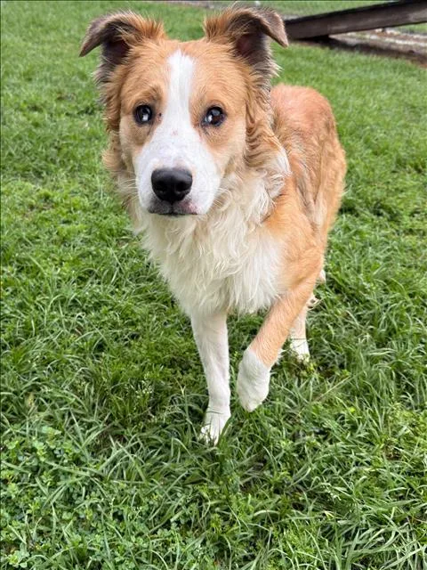 An adult medium-sized male Border Collie dog named Jax for adoption in Conroe, TX