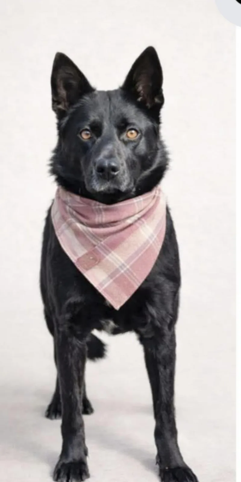 An adult medium-sized male Australian Shepherd dog named Hendrix for adoption in Manchester, CT