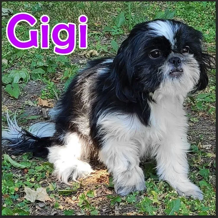 Gigi thumbnail 3