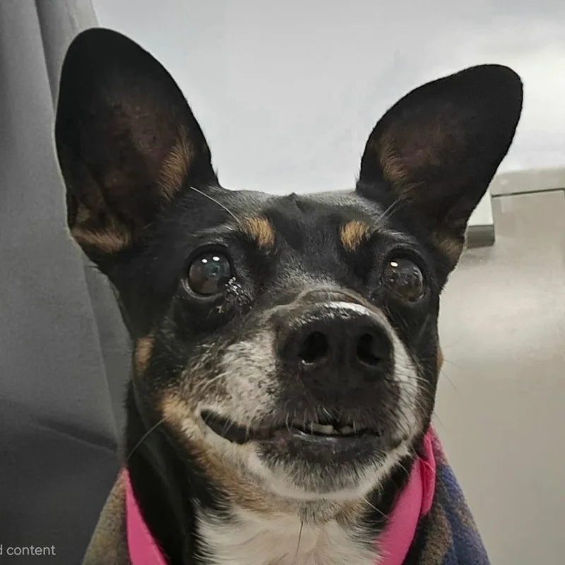 A senior small-sized female Black Jack Russell Terrier dog named Chloe for adoption in Madisonville, TN