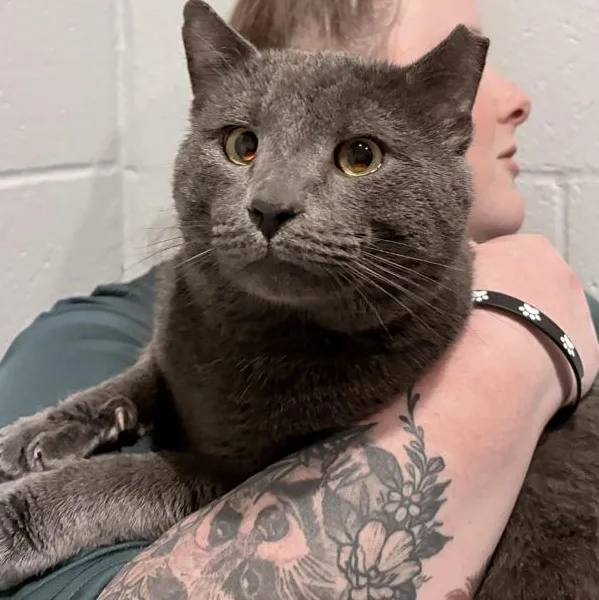 Periwinkle thumbnail 2