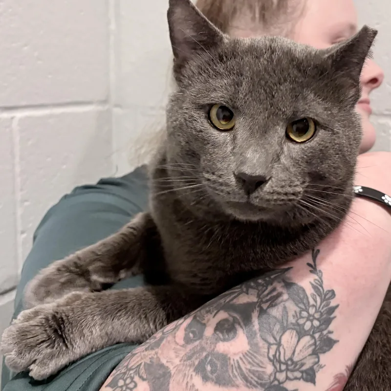 Periwinkle thumbnail 3