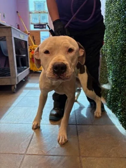 An adult large-sized male White / Cream Pit Bull Terrier dog named Mac for adoption in El Paso, TX