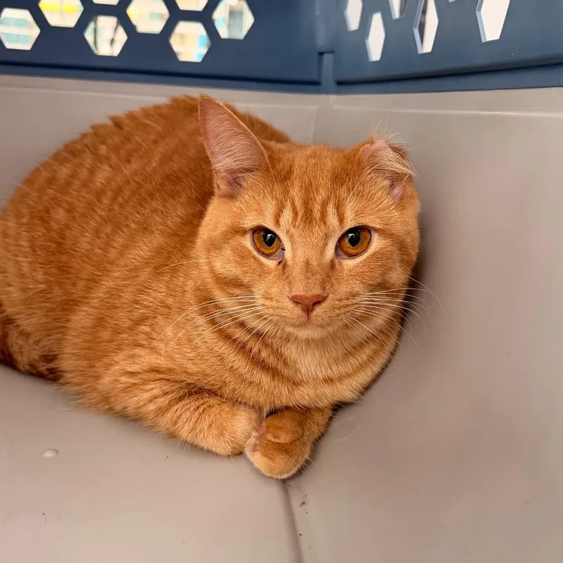 An adult medium-sized female Domestic Medium Hair cat named Vinnie for adoption in Indianapolis, IN