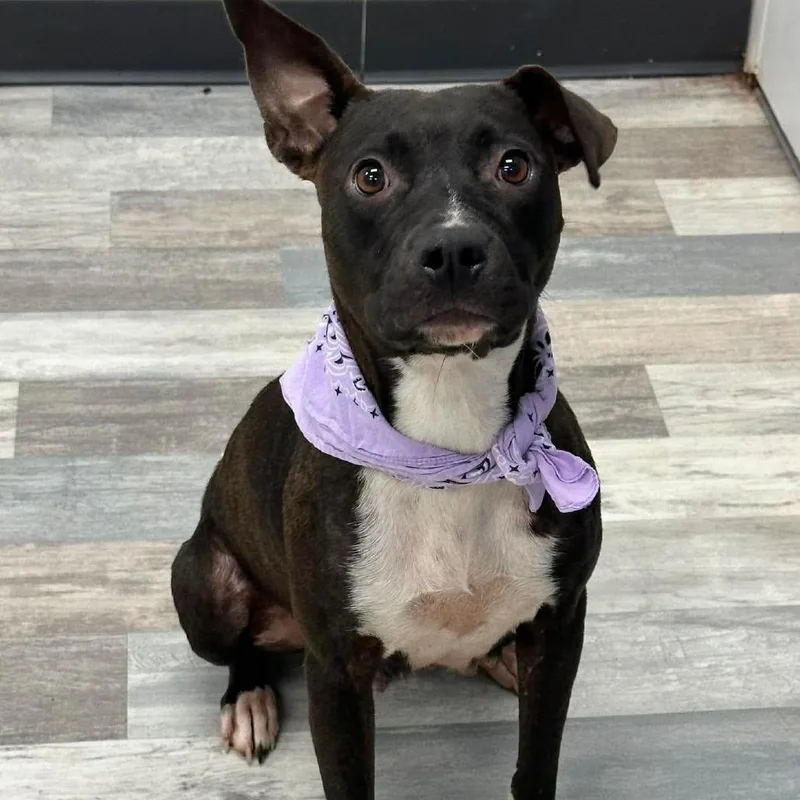 An adult medium-sized female Black Mixed Breed dog named Karen for adoption in Lufkin, TX