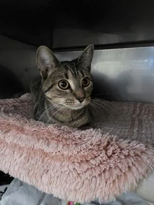 A young small-sized female Domestic Short Hair cat named Tamale for adoption in Madison, NJ