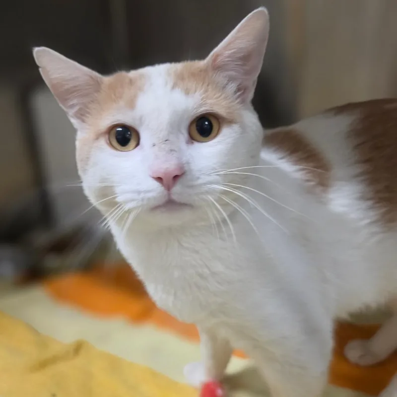 A young large-sized male Orange / Red Domestic Short Hair cat named Sonny for adoption in Briarcliff Manor, NY