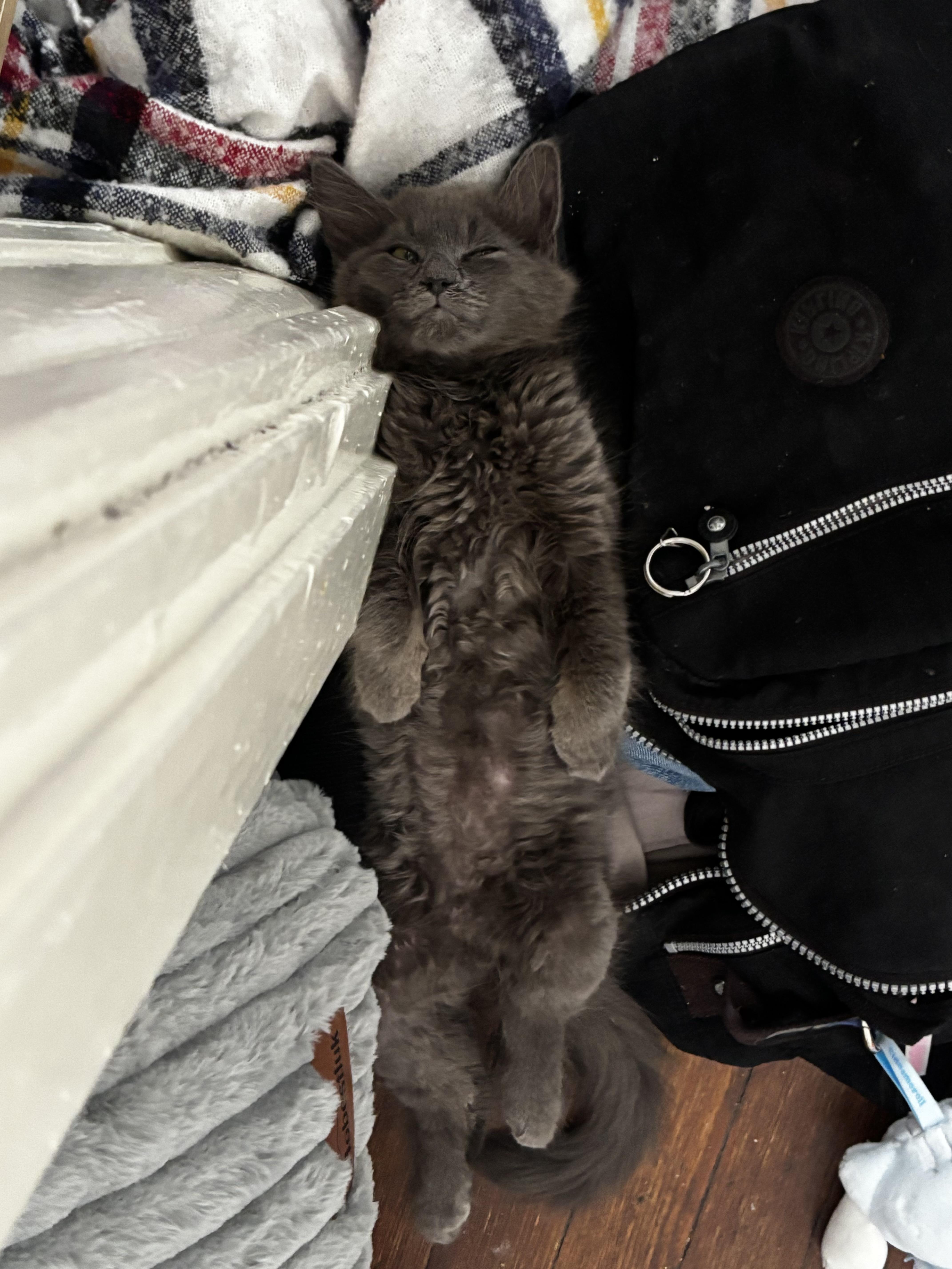 A baby small-sized male Gray / Blue / Silver Domestic Long Hair cat named Asphalt Jungle for adoption in Richmond, VA