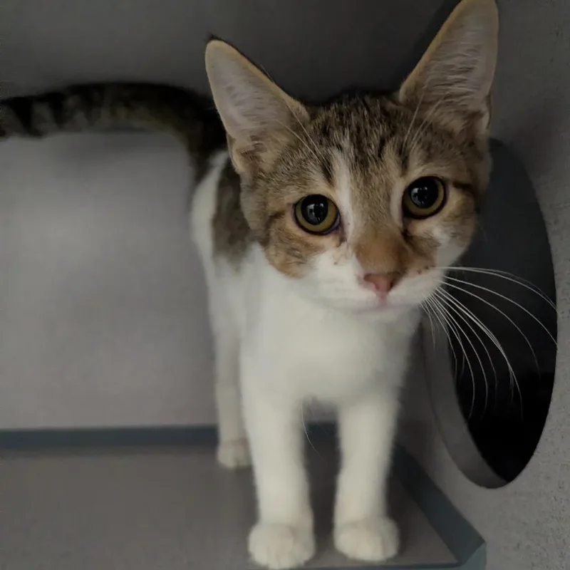 A baby small-sized male Domestic Short Hair cat named Picasso for adoption in Evansville, IN