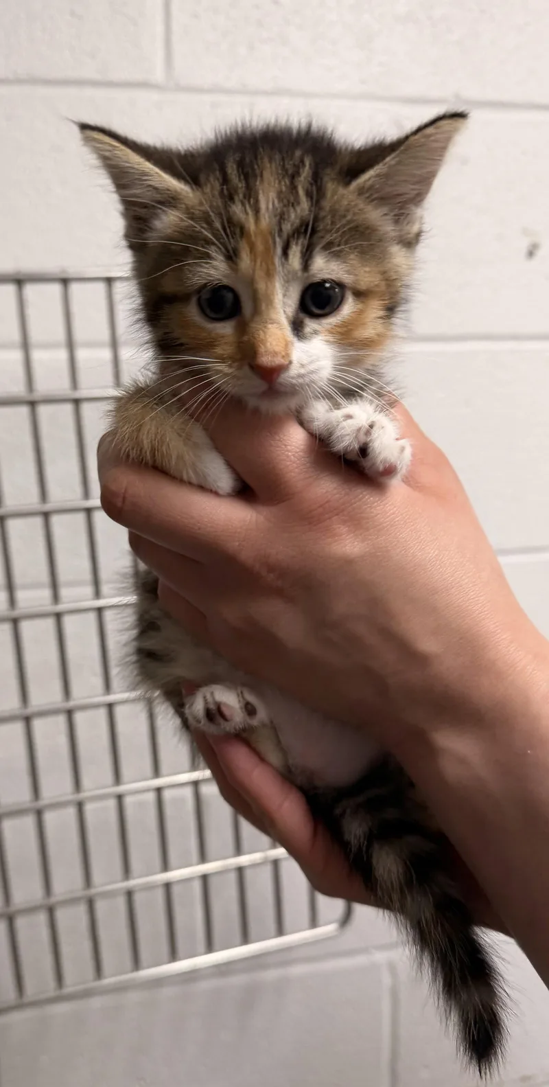A baby medium-sized female Domestic Short Hair cat named Lee Lee for adoption in Sanford, NC