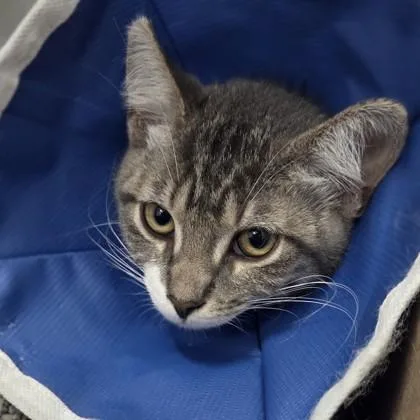 A baby small-sized male Domestic Short Hair cat named Max for adoption in Voorhees, NJ