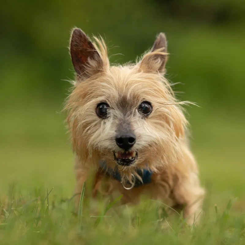 A senior small-sized male Yorkshire Terrier dog named Max for adoption in Hillsborough, NC