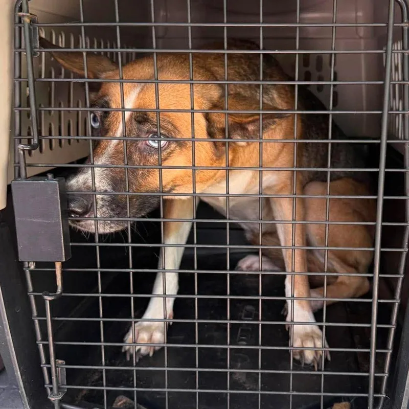 An adult medium-sized female Brown / Chocolate Mixed Breed dog named Dixie for adoption in Huntington, WV