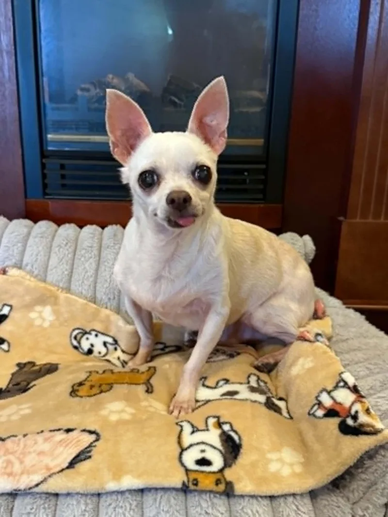 A senior small-sized male Chihuahua dog named Fred for adoption in Port Clinton, OH