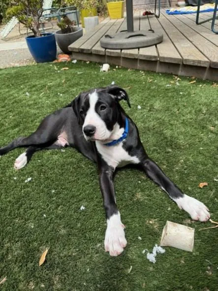 A baby small-sized male Staffordshire Bull Terrier dog named Saul for adoption in Santa Cruz, CA