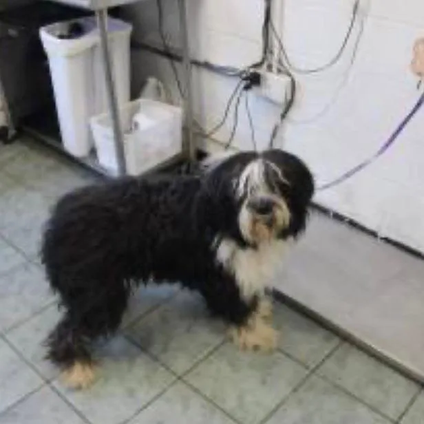 An adult medium-sized male Black Old English Sheepdog dog named Tuff for adoption in Weatherford, TX