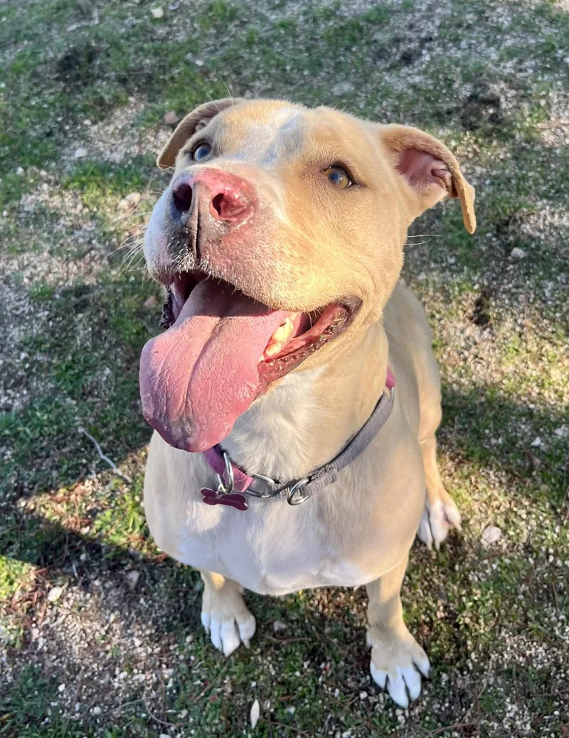 An adult medium-sized female White / Cream Pit Bull Terrier dog named Simba for adoption in Ventura, CA
