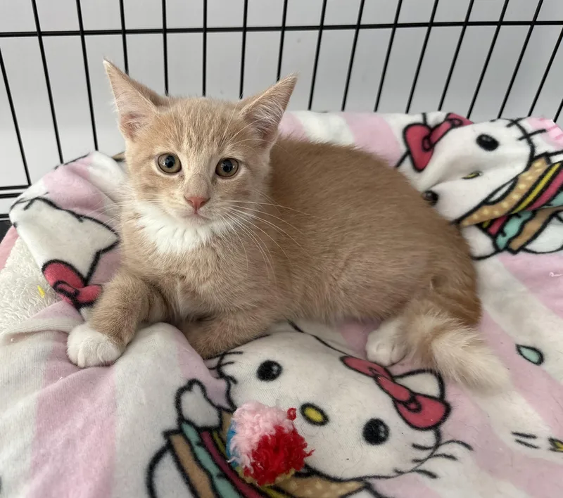 A baby small-sized male Buff / Tan / Fawn Domestic Short Hair cat named Ravi for adoption in Seaford, NY