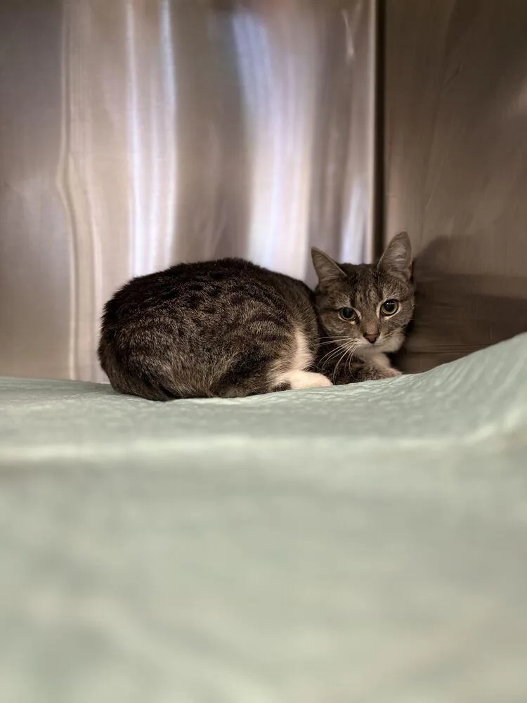 A baby medium-sized female Domestic Short Hair cat named Valerie for adoption in Bowling Green, OH