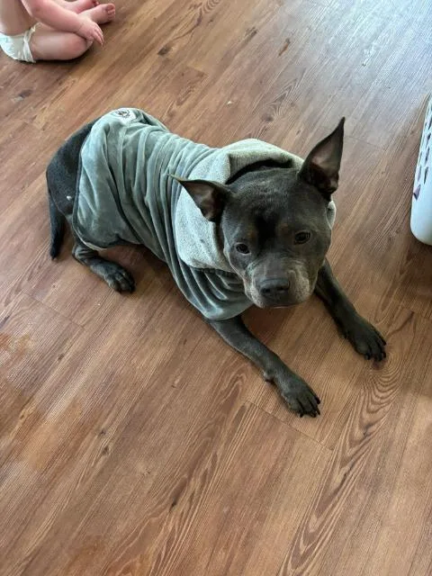 An adult medium-sized female American Staffordshire Terrier dog named Eira for adoption in Fayetteville, AR