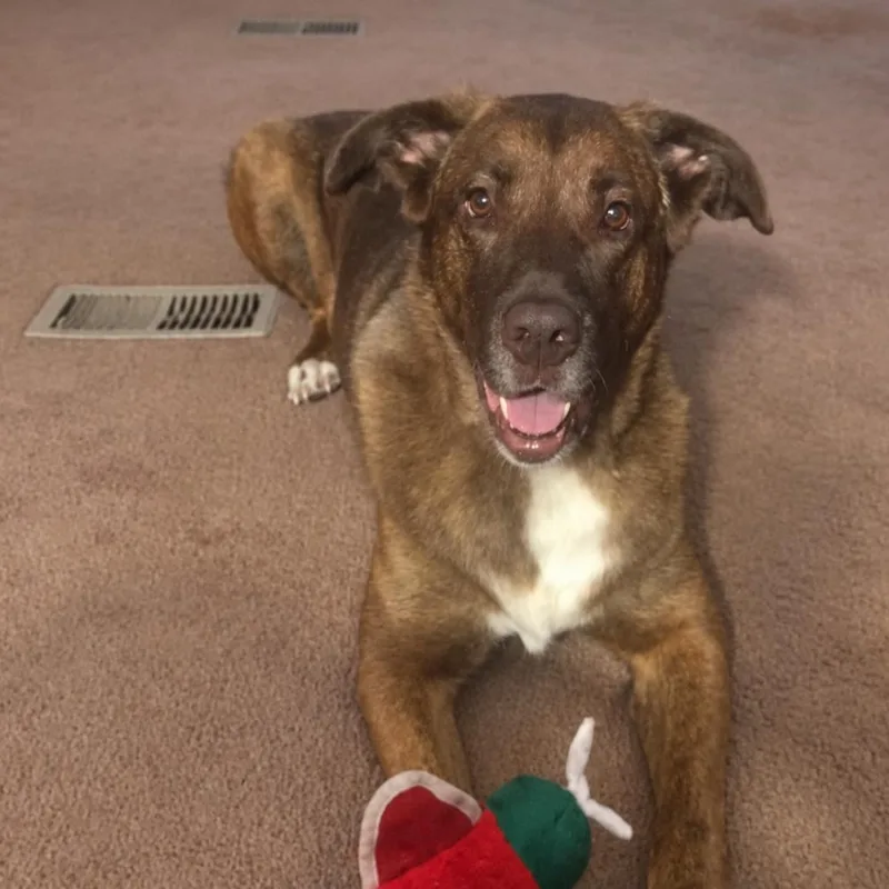 A senior small-sized female Brown / Chocolate Chocolate Labrador Retriever dog named Bailey for adoption in Rogersville, MO
