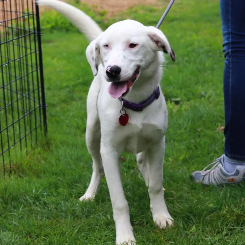 An adult medium-sized male White / Cream Catahoula Leopard Dog dog named Ct Odin for adoption in Stormville, NY