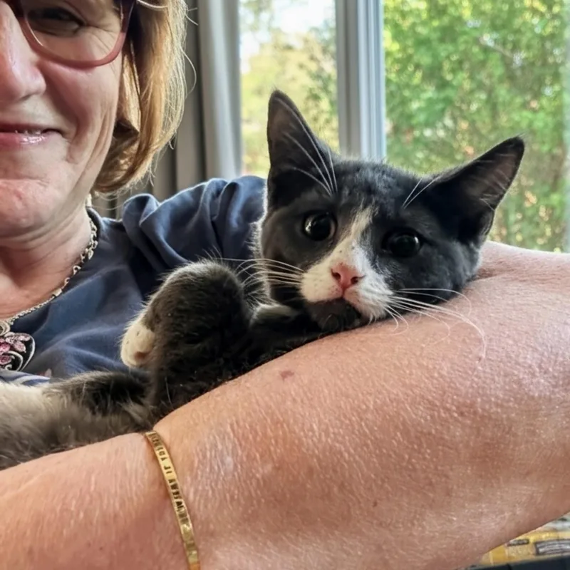 A baby medium-sized female Gray & White Domestic Short Hair cat named Gaia for adoption in Norwalk, CT