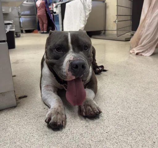 An adult large-sized male Pit Bull Terrier dog named Pork for adoption in Riverside, CA