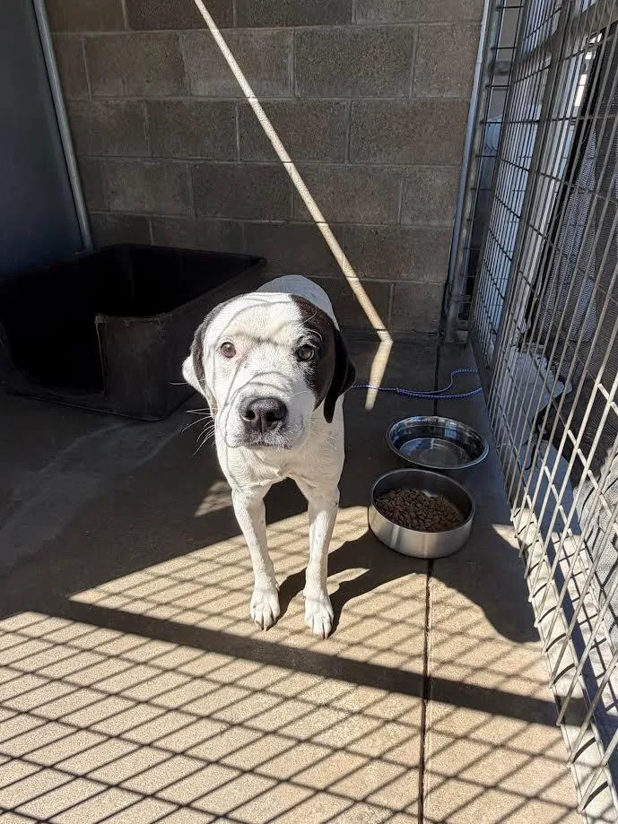 An adult medium-sized male Black Pit Bull Terrier dog named Joe for adoption in Oakdale, CA