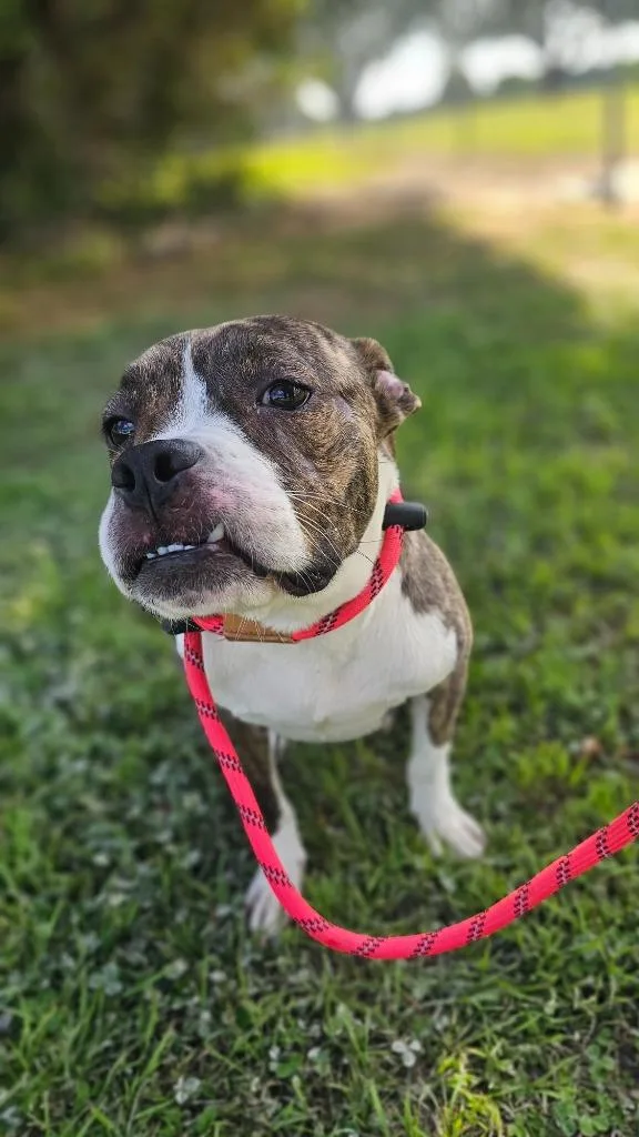 A baby medium-sized female Terrier dog named Umbrella for adoption in New Bern, NC