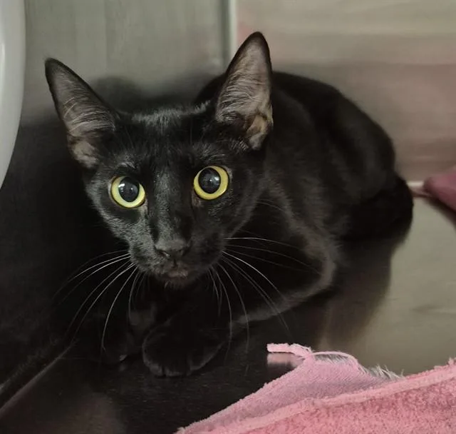 An adult medium-sized female Domestic Short Hair cat named Bernadette for adoption in Decatur, IL