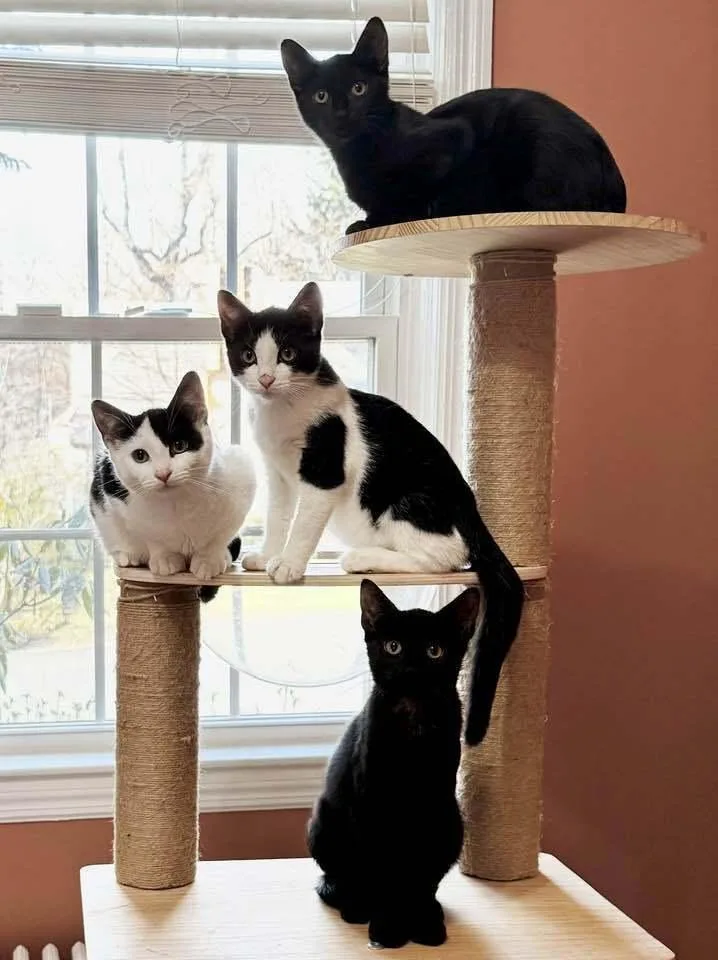 A baby medium-sized female Black Domestic Short Hair cat named Shannon for adoption in Elmsford, NY