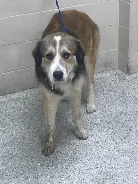 An adult large-sized male Anatolian Shepherd dog named A for adoption in Conroe, TX