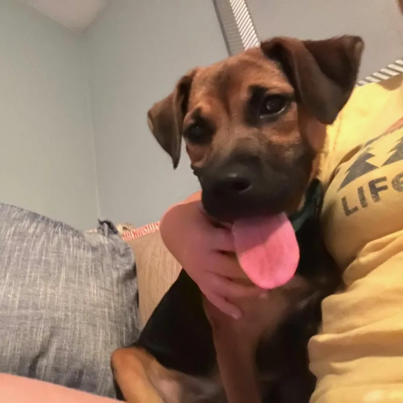Brie thumbnail 4