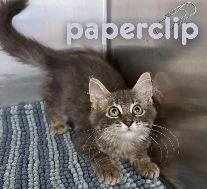 Paperclip thumbnail 3