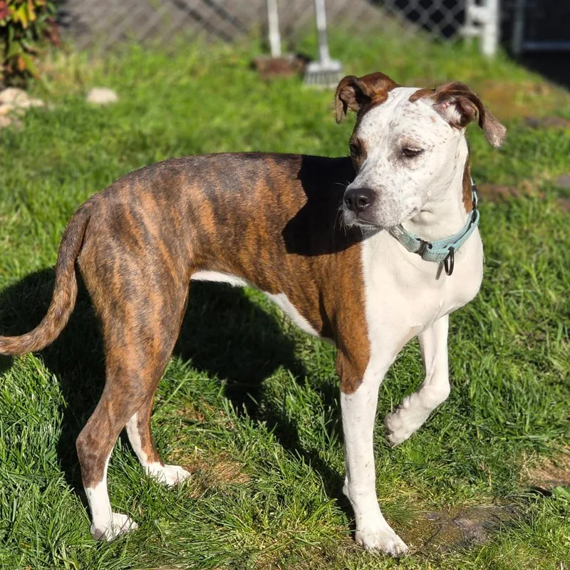 A young medium-sized female Boxer dog named Sweet Pea for adoption in Klamath Falls, OR